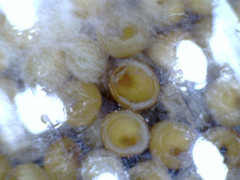 mycelium bacteria millet